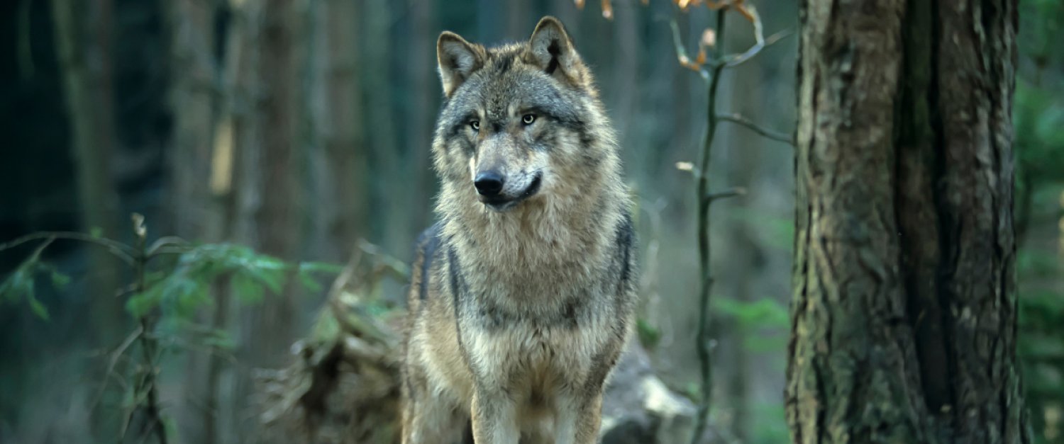 fallbeispiel_wolf.jpg